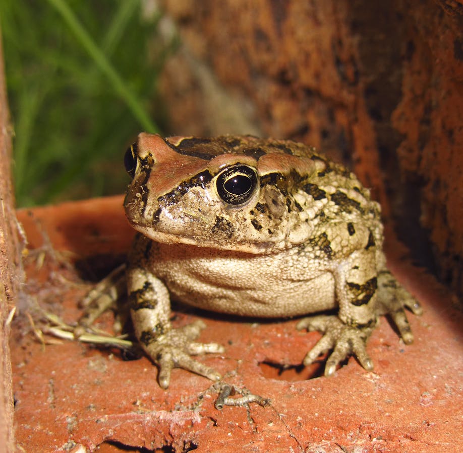 The future for frogs looks bleak, unless humans change their habits