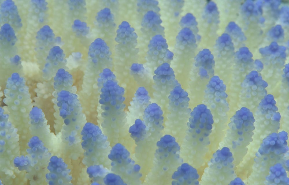 In pictures: a close-up look at the Great Barrier Reef's bleaching