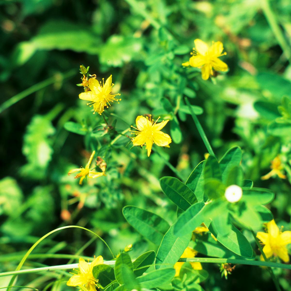 Weekly Dose St John S Wort The Flower That Can Treat Depression Weekly Dose St John S Wort The Flower That Can Treat Depression