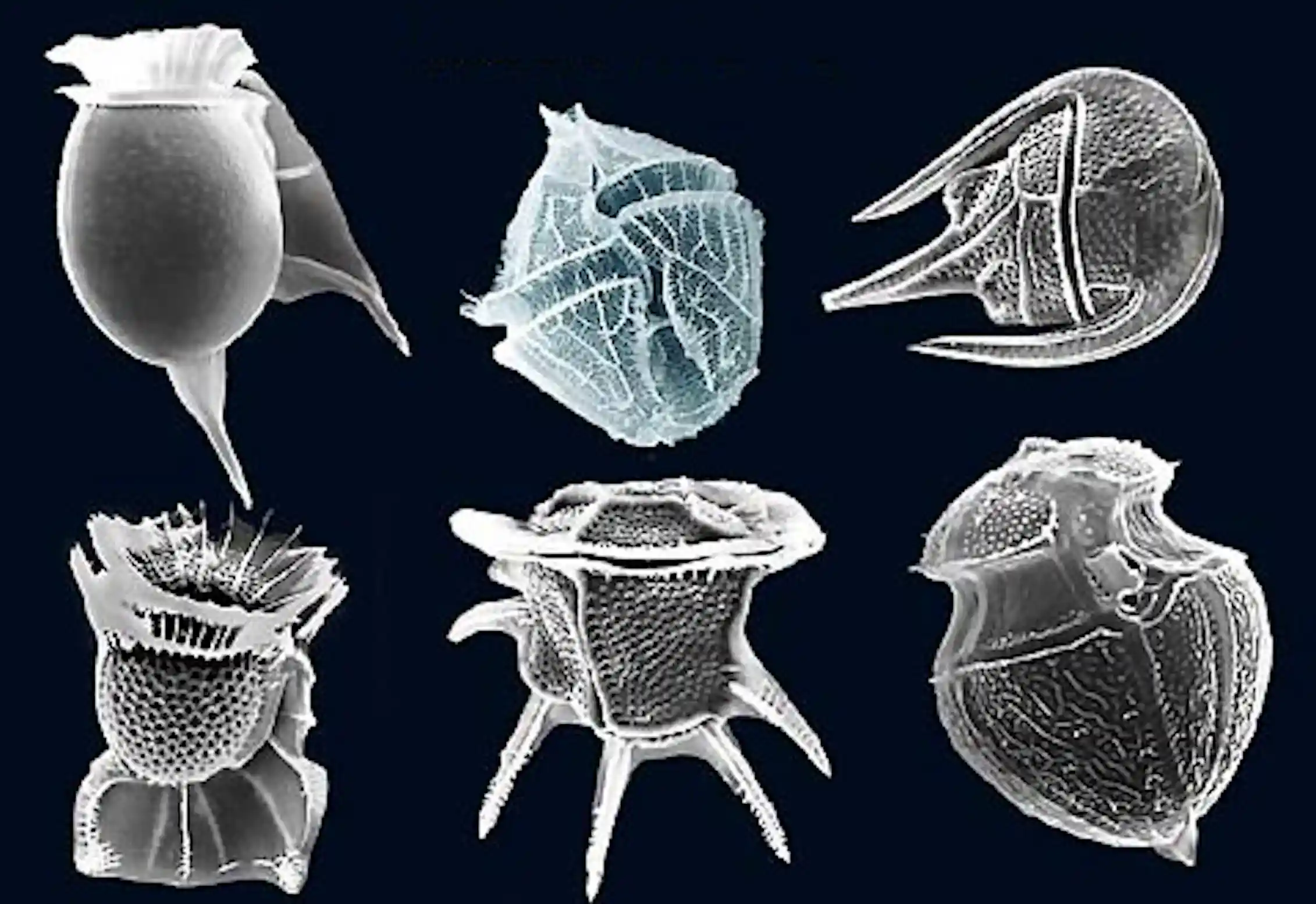 Poisons Microscope Handle with care – the world’s five deadliest poisons