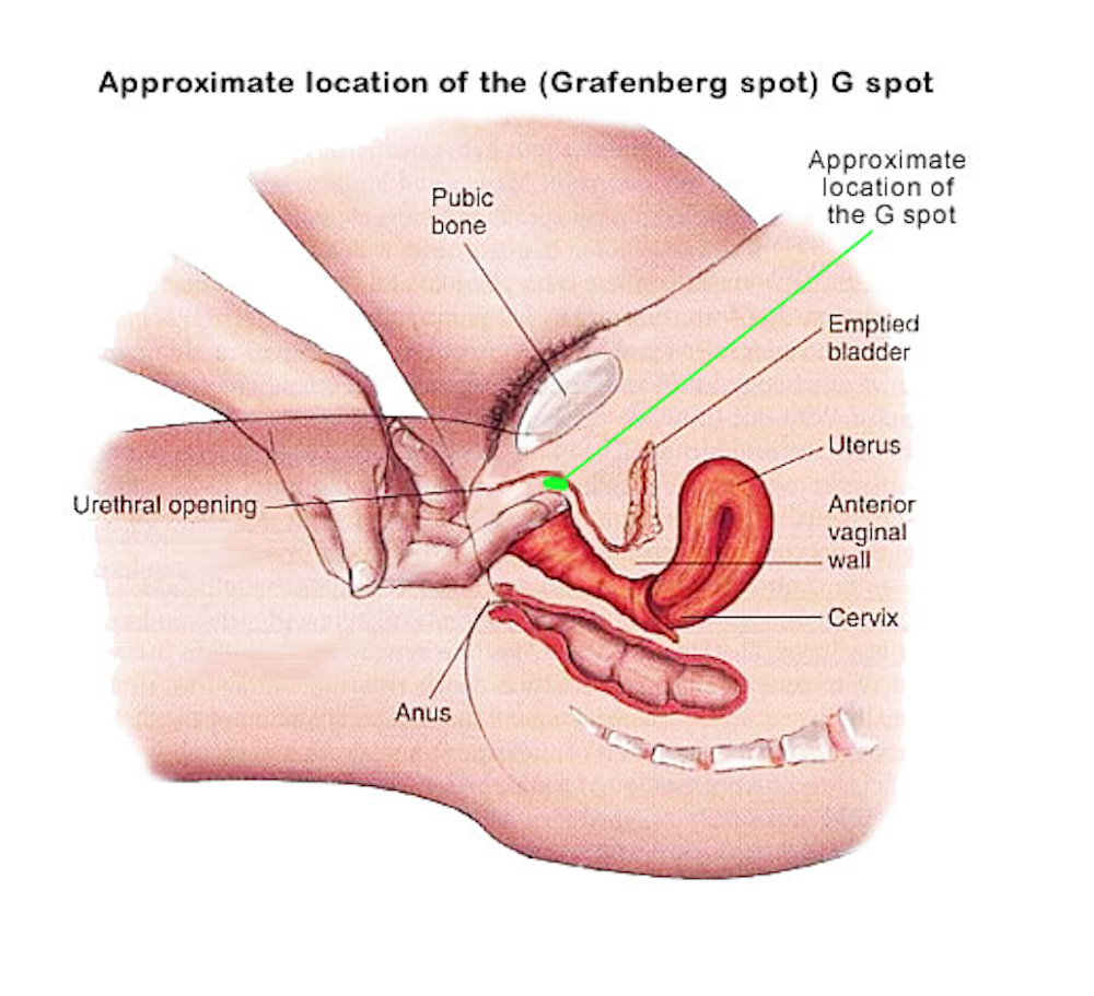 Health Check Does The G Spot Exist