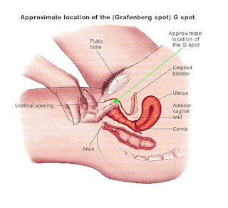 Health Check Does The G Spot Exist Health Check Does The G Spot Exist