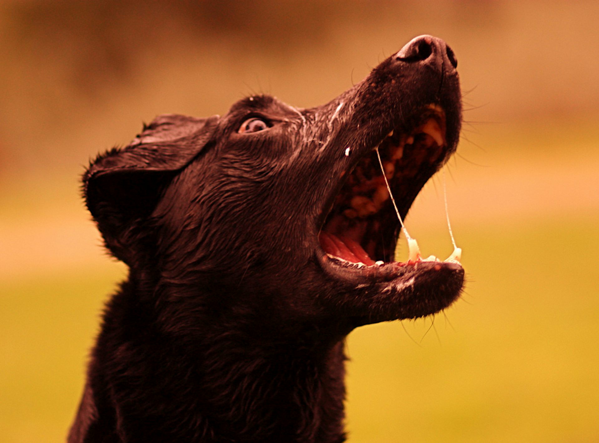 New weapon in war on rabies: mobile phones