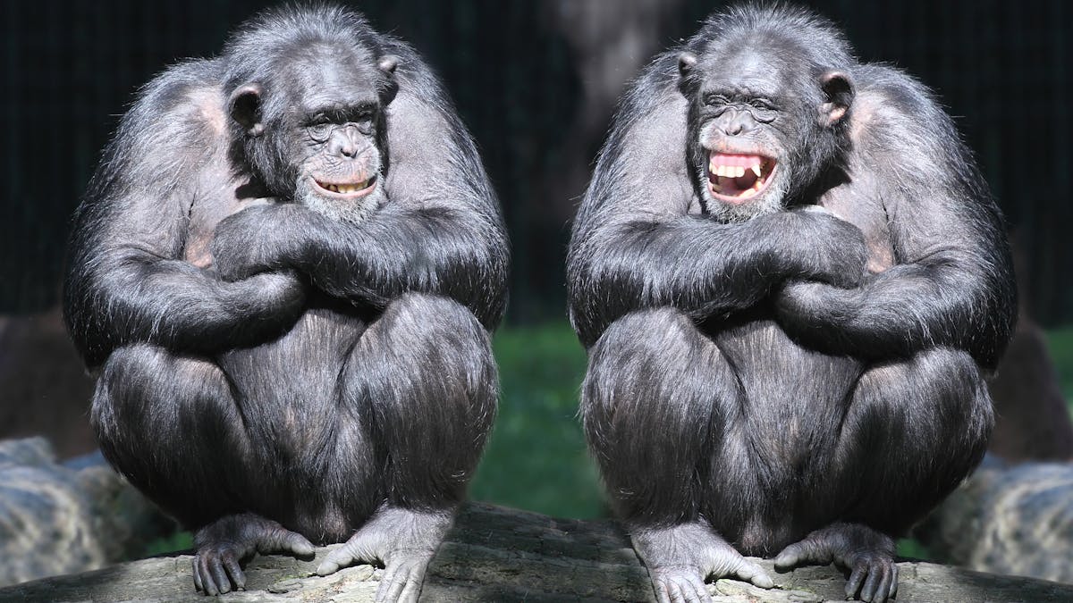 The evolutionary origins of laughter are rooted more in survival than enjoyment