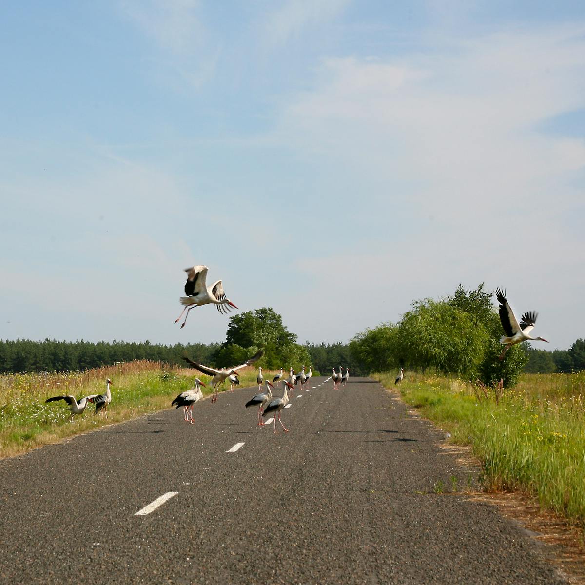 At Chernobyl And Fukushima Radioactivity Has Seriously Harmed
