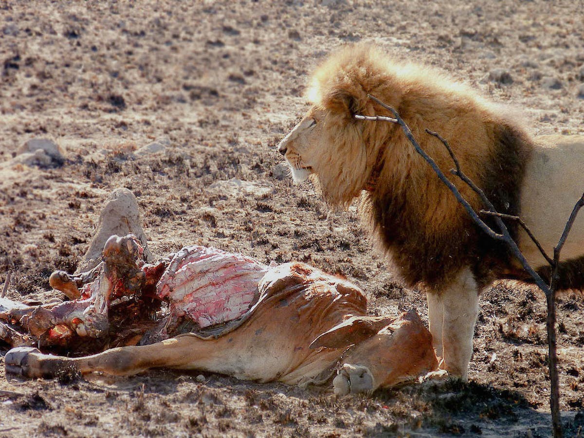 How lions, leopards and livestock are affected by racism on Namibia's farms