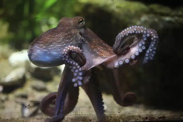 Octopuses are super-smart … but are they conscious?