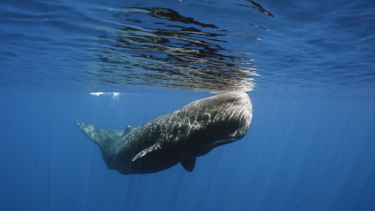 Ambergris How To Tell If You Ve Struck Gold With Whale Vomit Or Stumbled Upon Sewage
