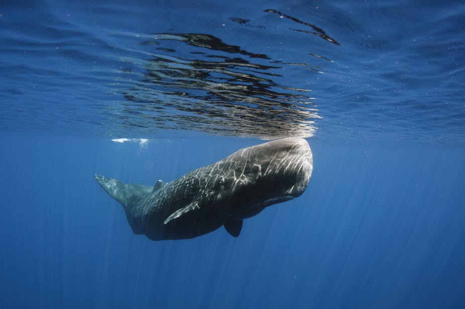ÎÏοÏÎλεÏμα εικÏÎ½Î±Ï Î³Î¹Î± ambergris
