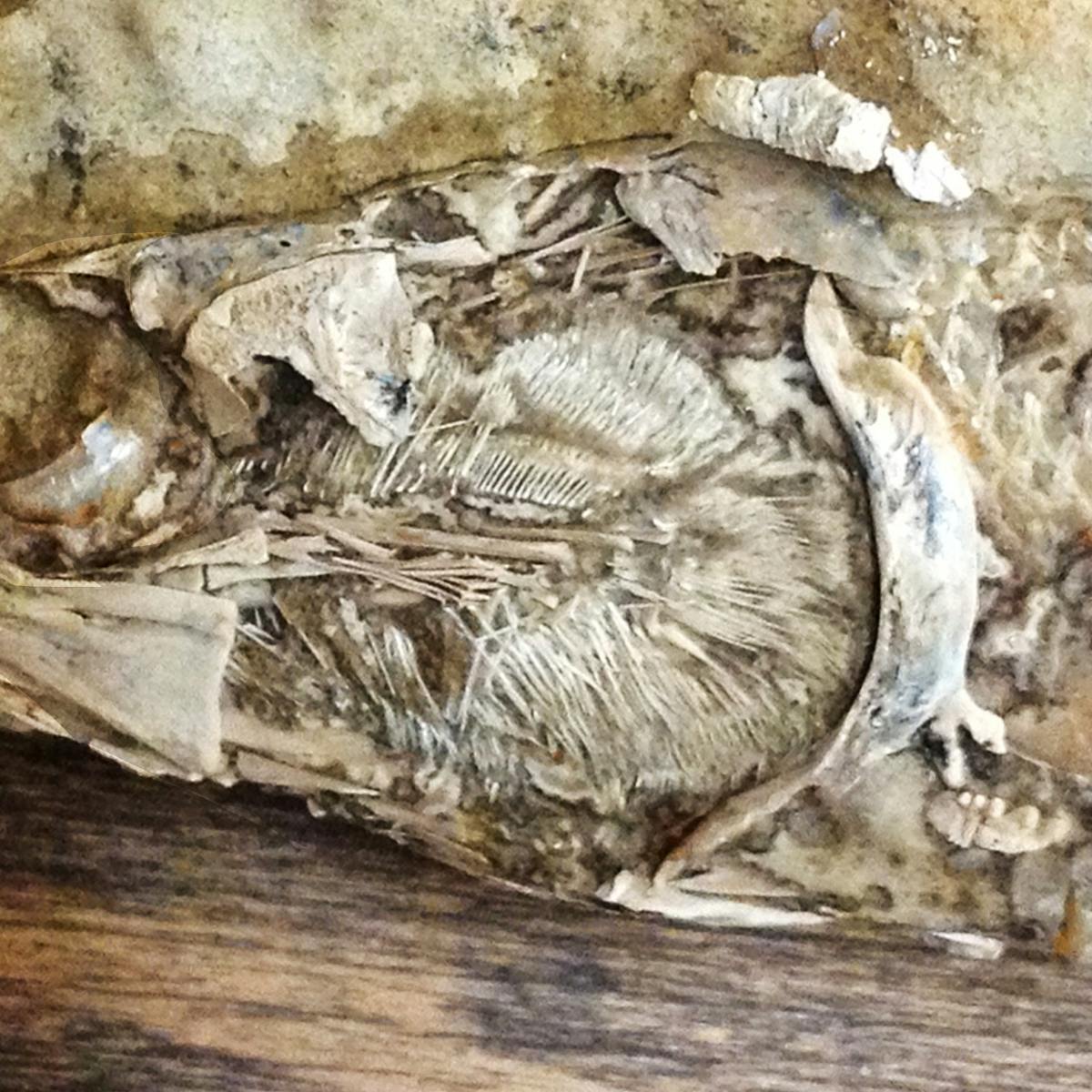 The first fossilised heart ever found in a prehistoric animal