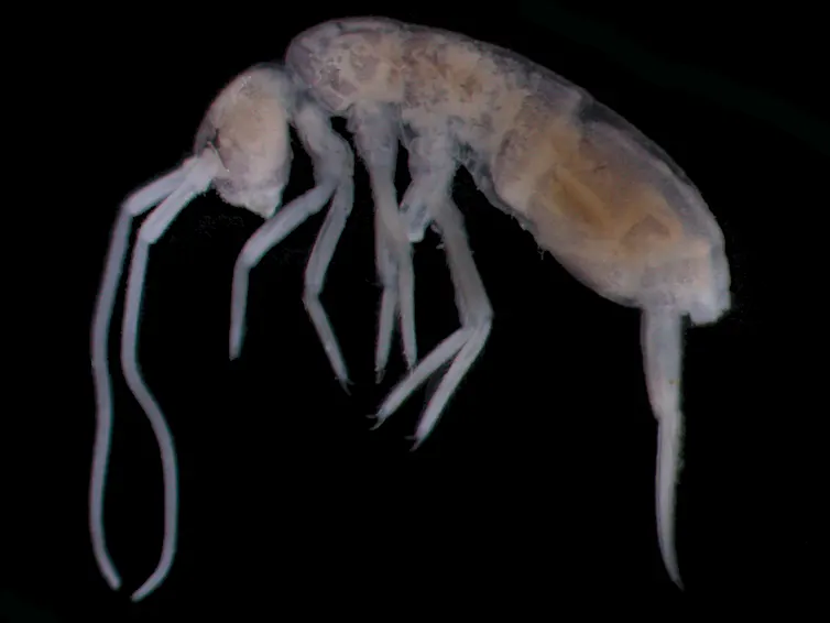 Eyeless Insect There be dragons? Creatures you might find on a real journey to the ...