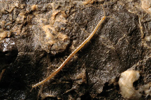 Eyeless Insect There be dragons? Creatures you might find on a real journey to the ...