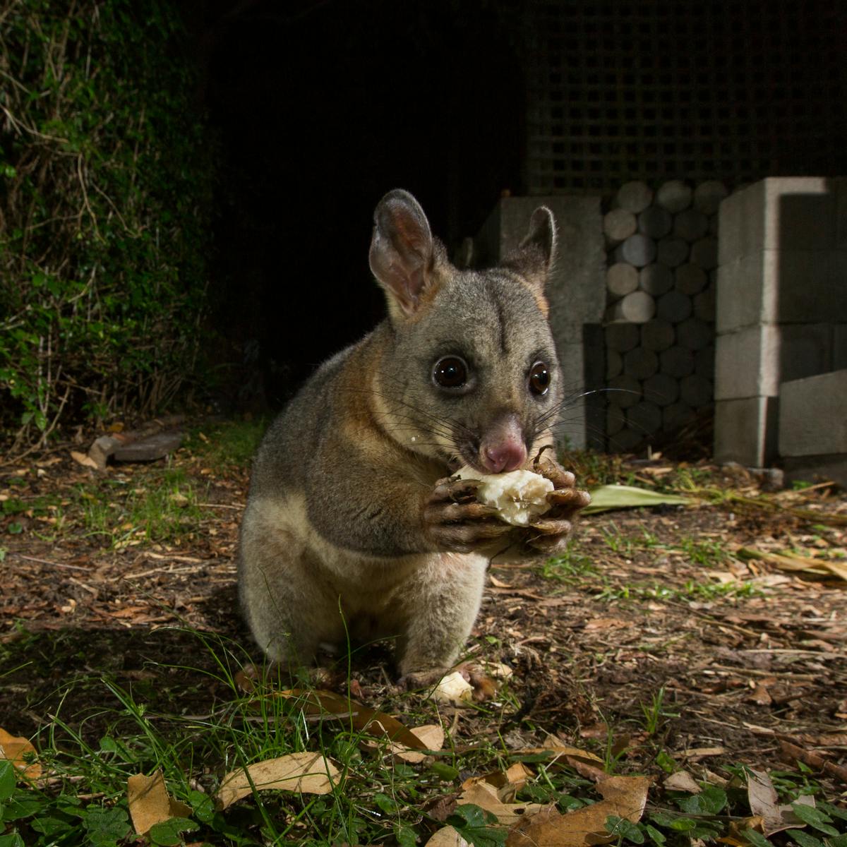 Hidden Housemates When Possums Go Bump In The Night Hidden Housemates When Possums Go Bump In The Night