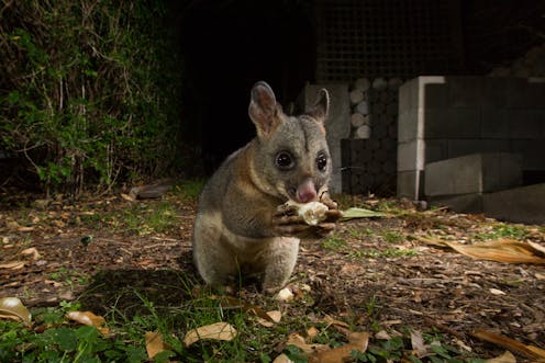 Hidden Housemates When Possums Go Bump In The Night