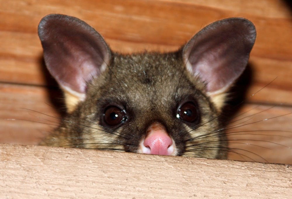 Effective Ways To Keep Possums Away From Your Home