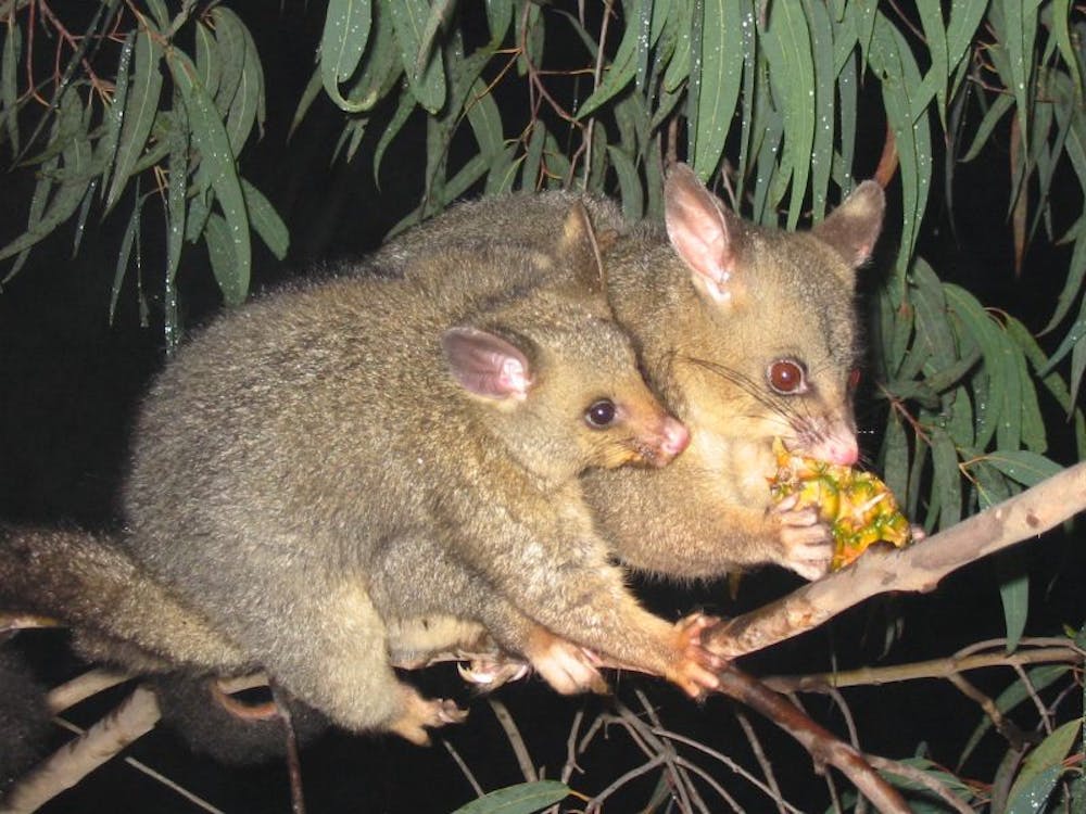 Hidden when possums go in night