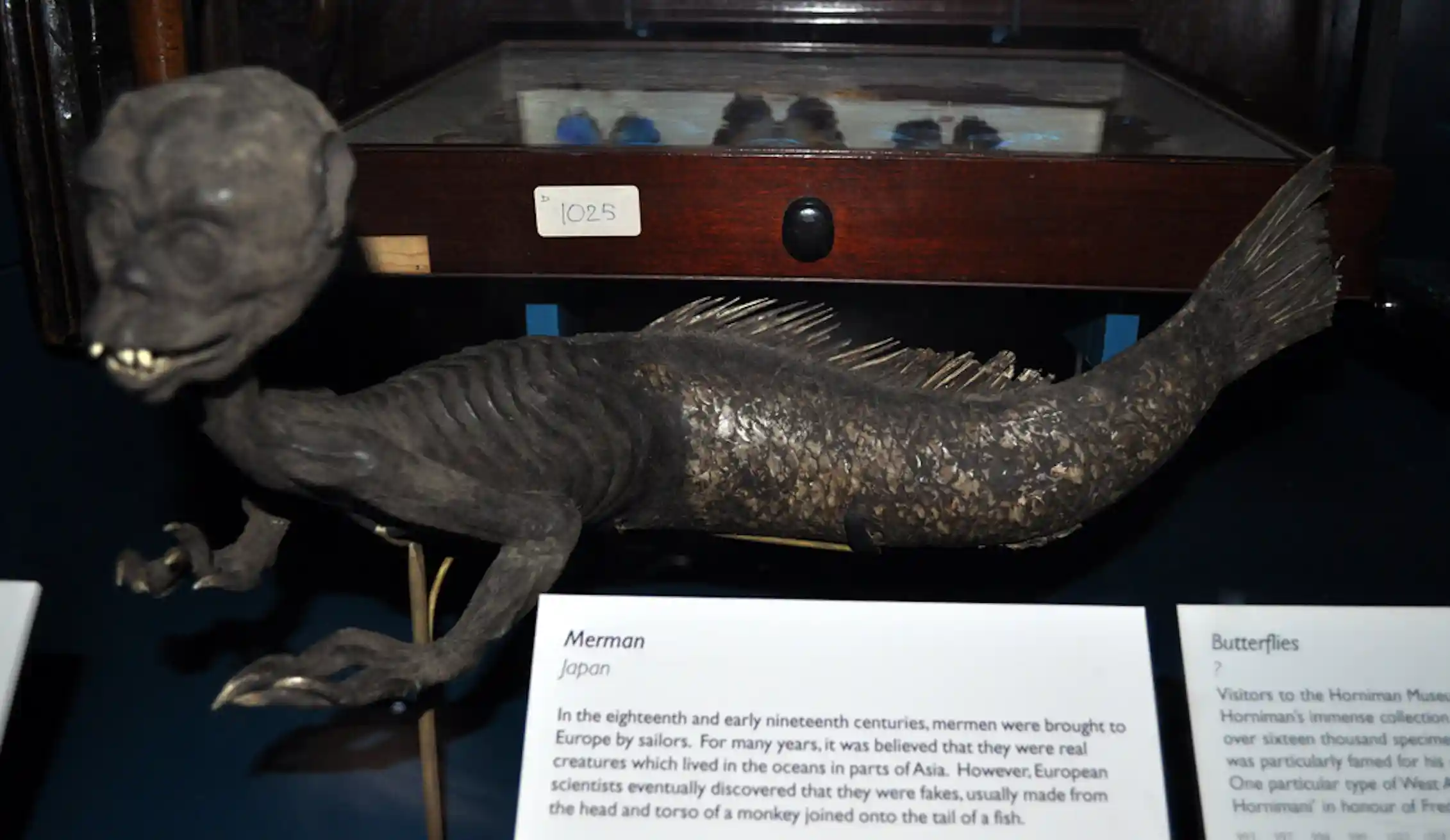 Real Mermen When myth meets reality: fabled beasts and real-life creatures