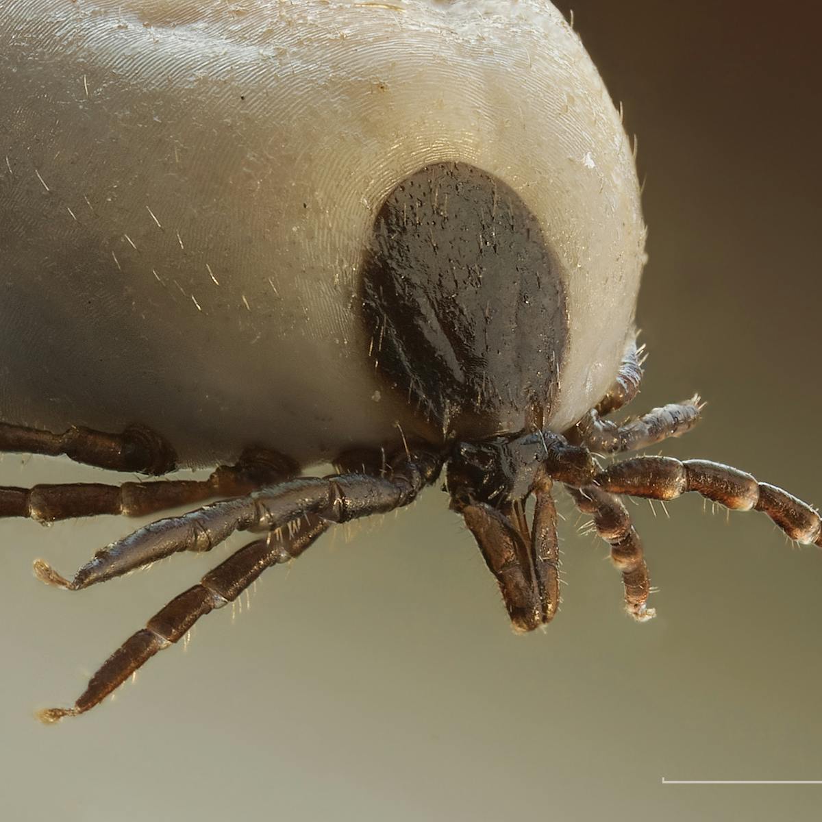 Lyme Disease A Ticking Time Bomb Lyme Disease A Ticking Time Bomb