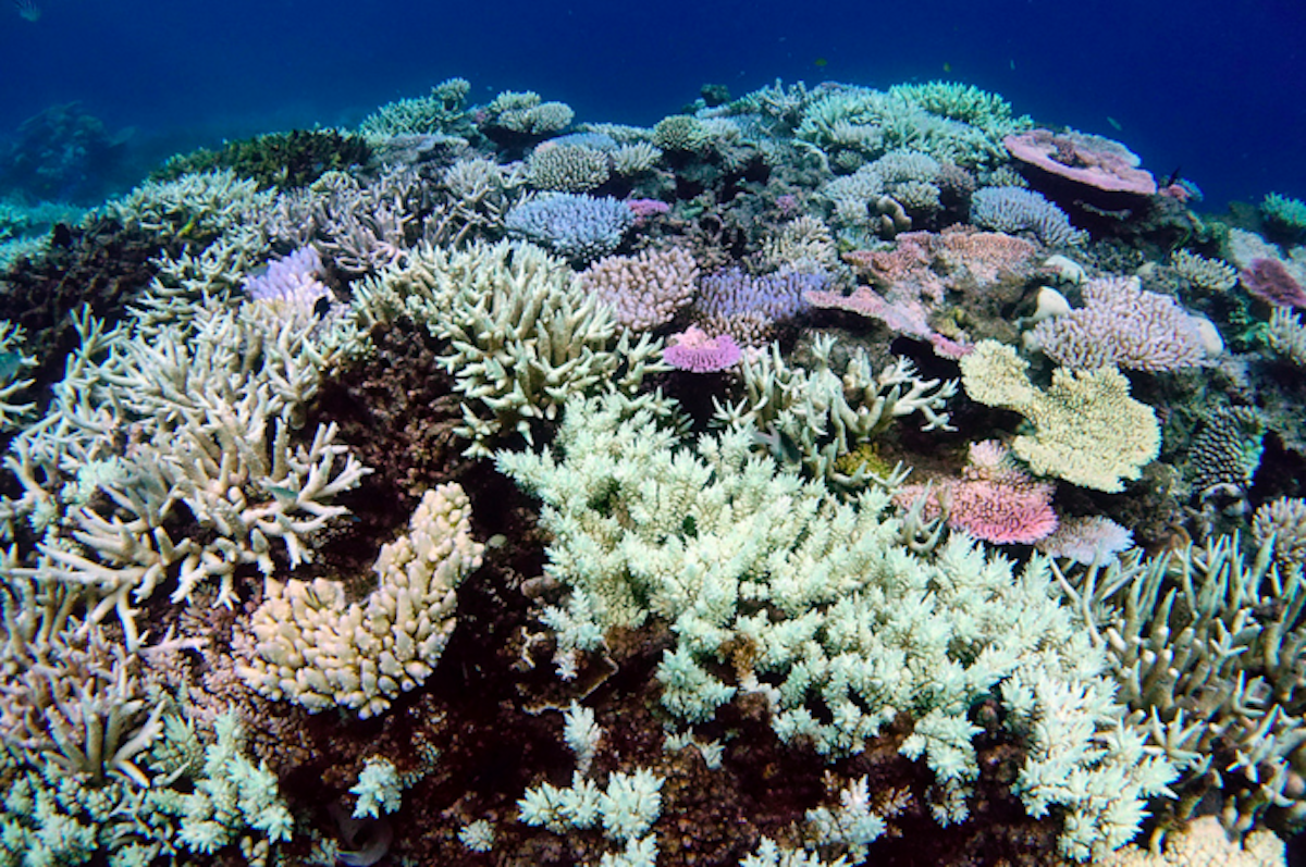 Great Barrier Reef bleaching stats are bad enough without media ...