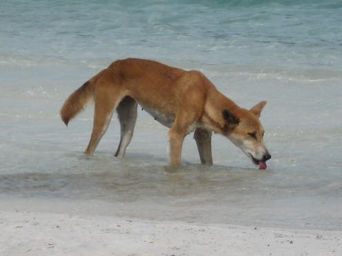 From Whales To Insects The Fraser Island Dingo Diet Is A