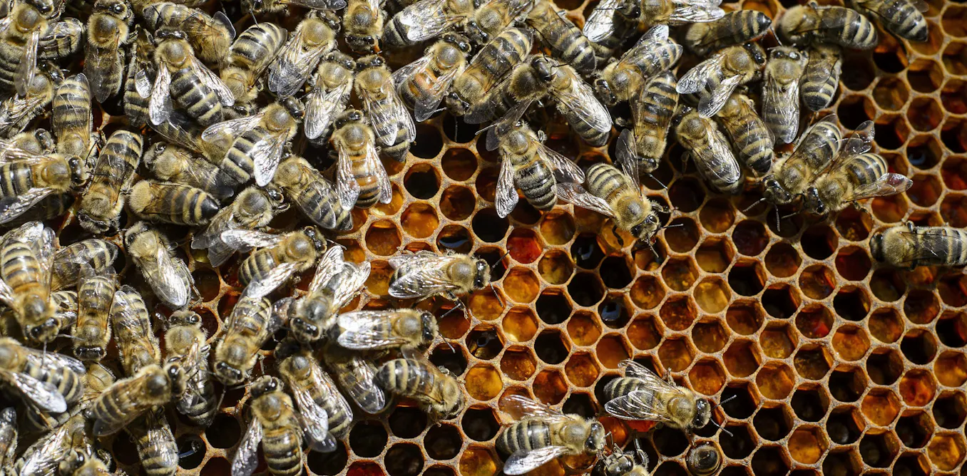 Socal Insects What social insects can teach us about resilient infrastructure