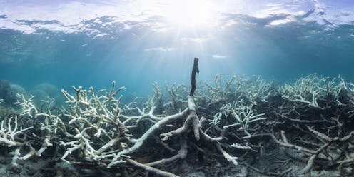 Great Barrier Reef Bleaching Would Be Almost Impossible Without Climate Change Great Barrier Reef Bleaching Would Be Almost Impossible Without Climate Change