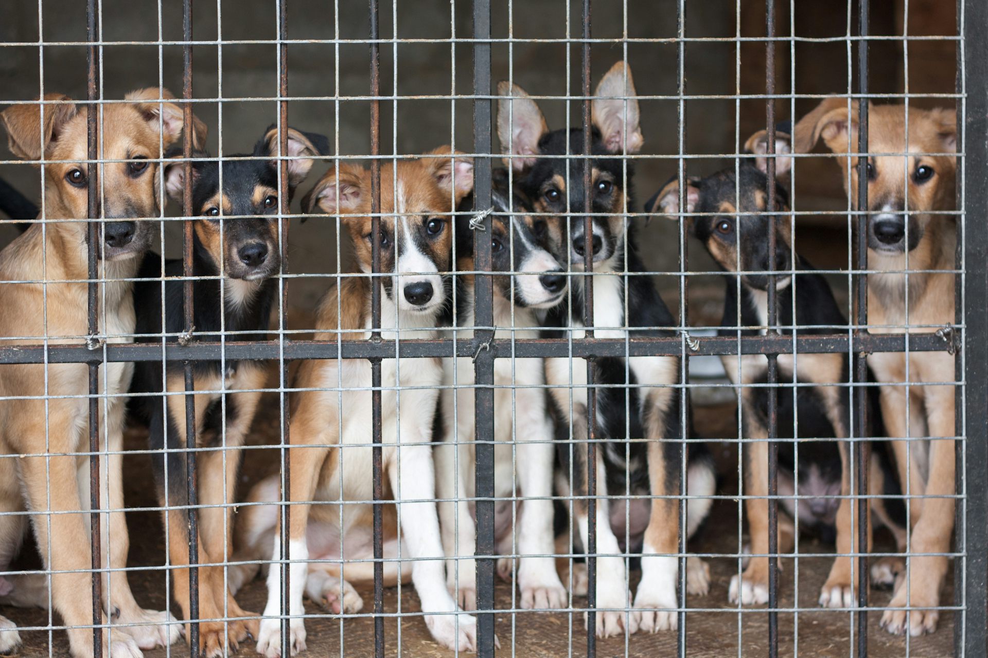 dog rescue centres