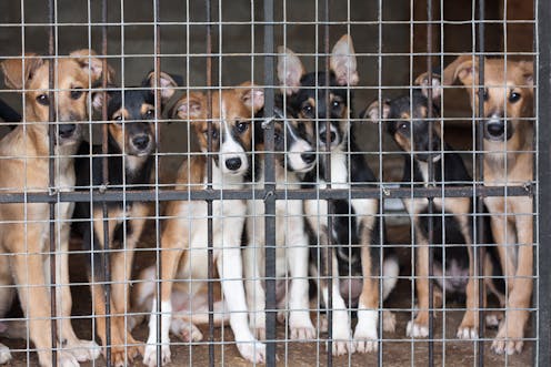 Britain Faces A Migration Issue European Rescue Dogs Britain Faces A Migration Issue European Rescue Dogs