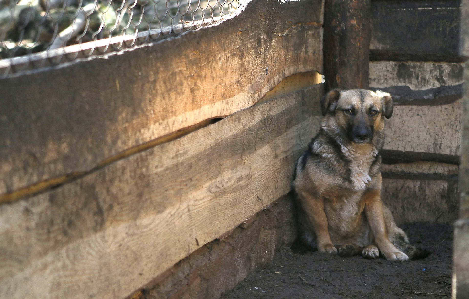 rescue dogs from abroad