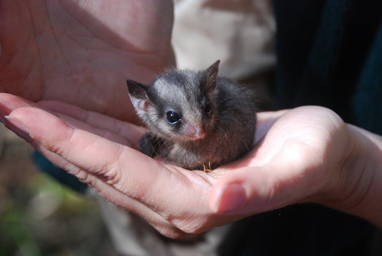 The collapse of Mountain Ash forests threatens Leadbeater’s Possum with extinction. 