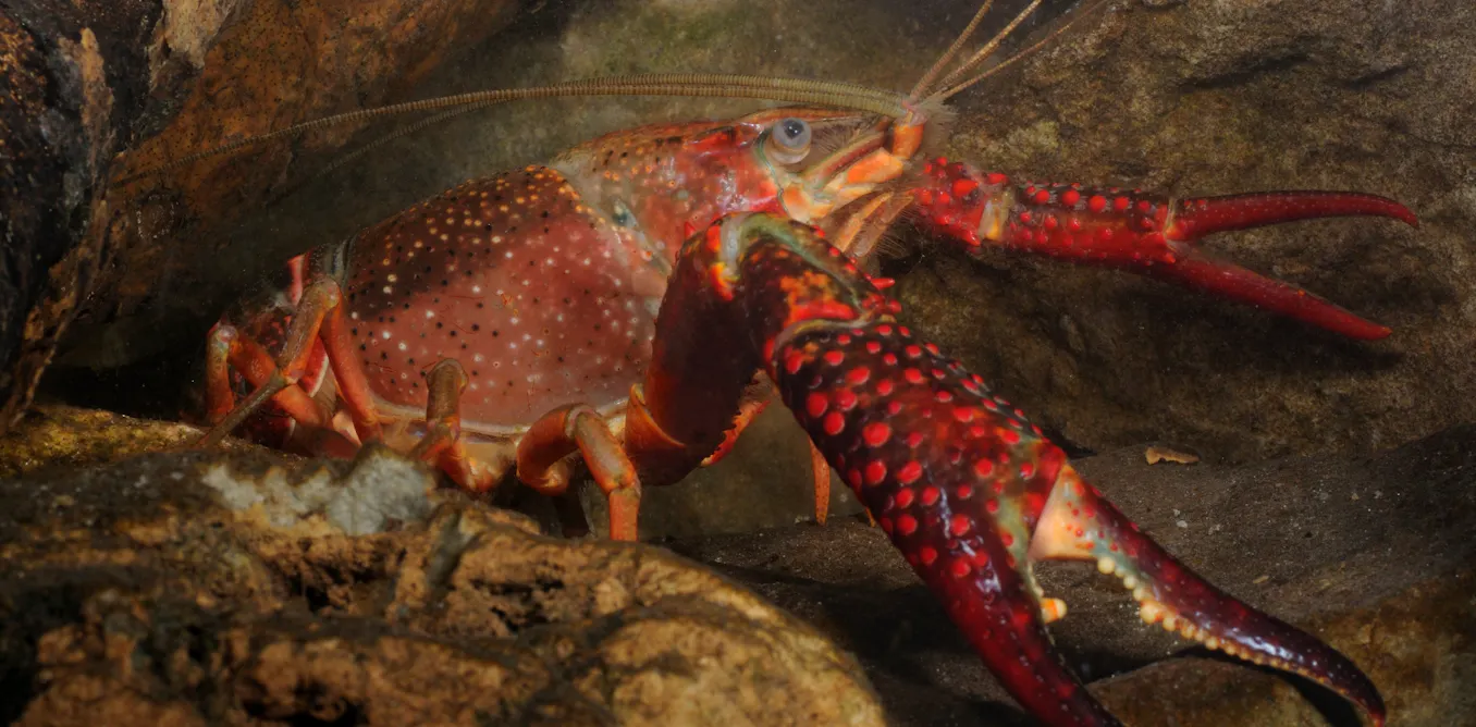 Freshwater crayfish: the forgotten invaders wreaking havoc across Africa