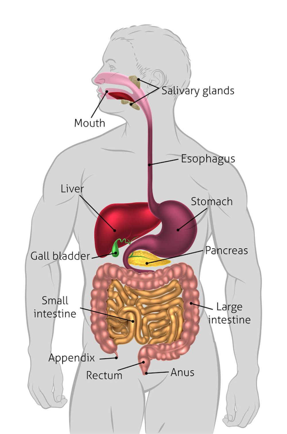 Got gallstones? Here's what to eat and avoid