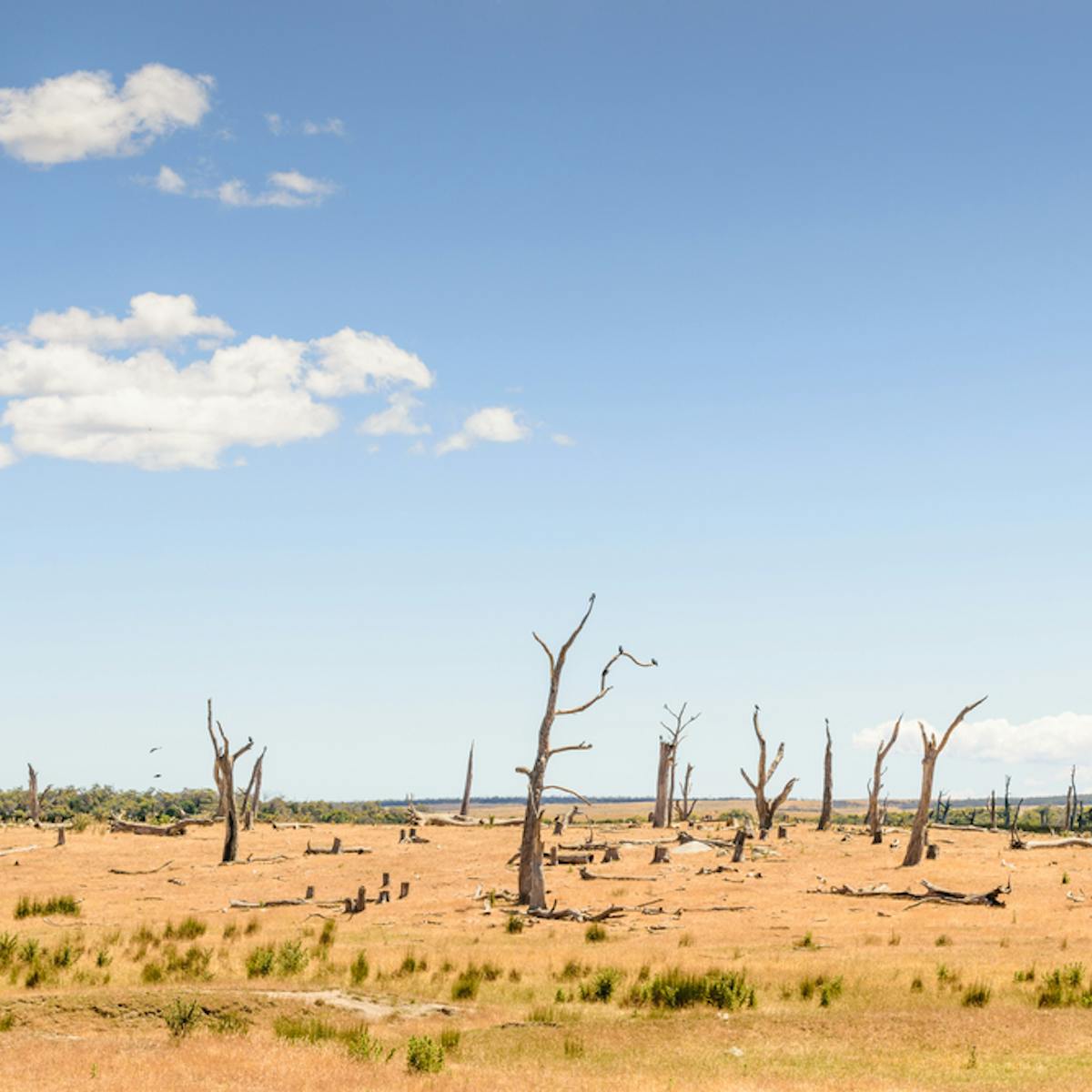 Environmental Score Card Shows Australia Is Once Again In Decline