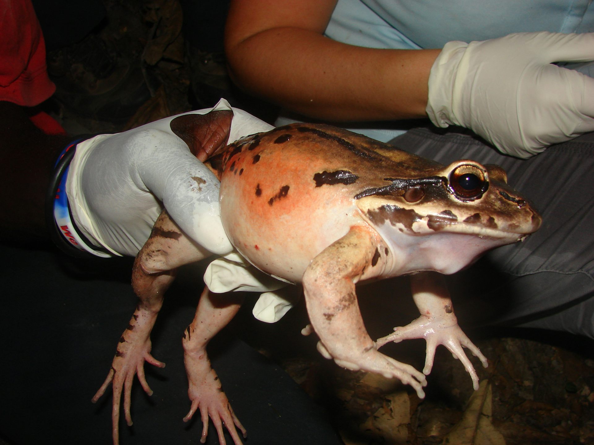 How the last two Montserrat 'mountain chicken' frogs could save their