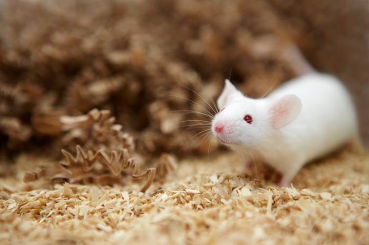 benefits of using animals in medical research