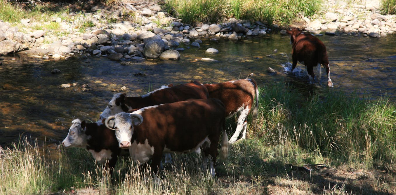 We all live downstream – it’s time to restore our freshwater ecosystems