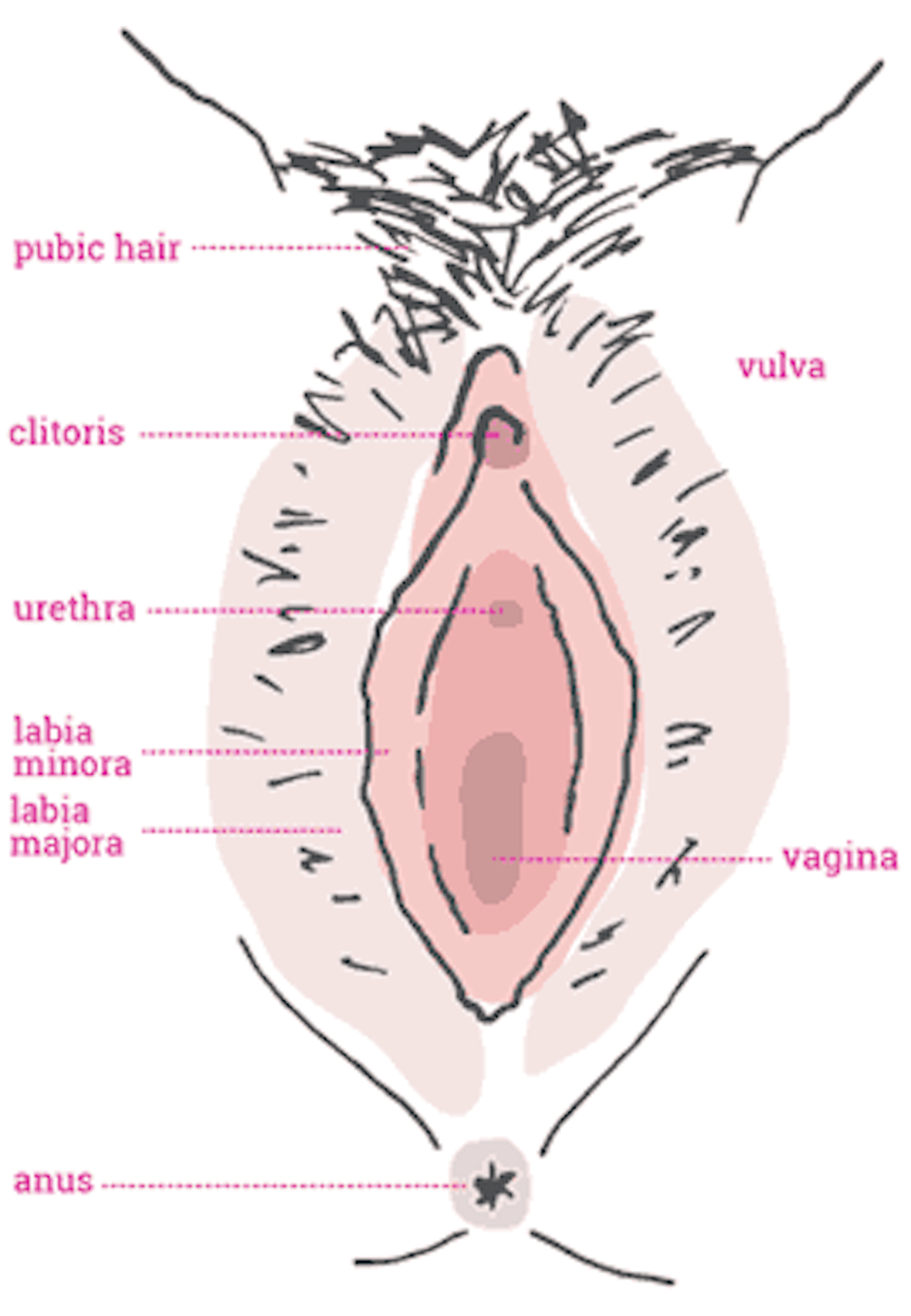 Physical vaginal labia clitoris discomfort