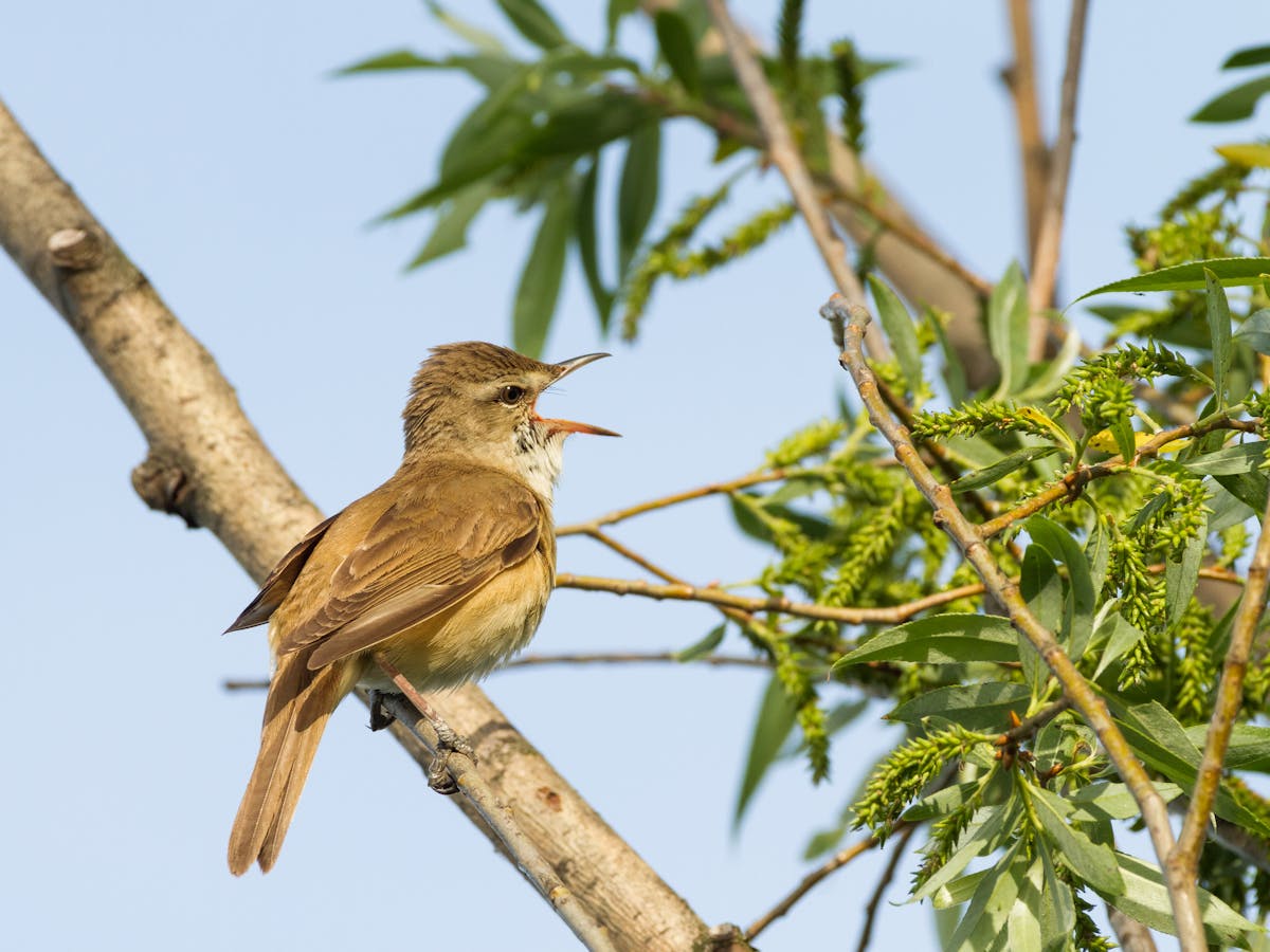 There S A Reason Why Africa S Migratory Songbirds Sing Out Of Season