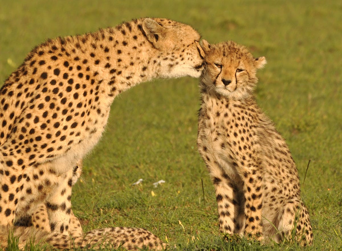 Counting cheetahs: a new approach yields results in the Maasai Mara