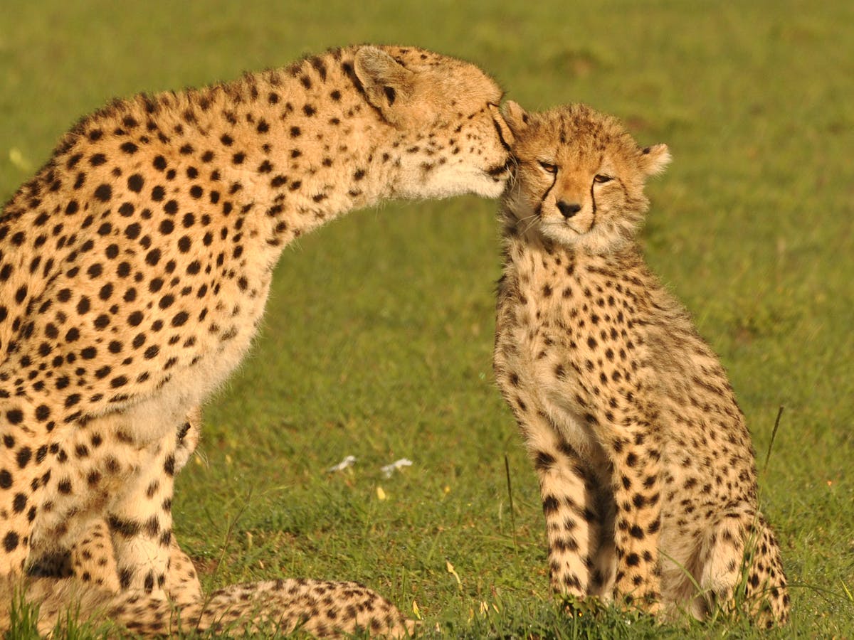 Counting cheetahs: a new approach yields results in the Maasai Mara