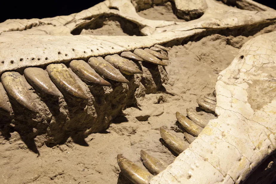 Humans Extinct Scale Human Mass Extinction