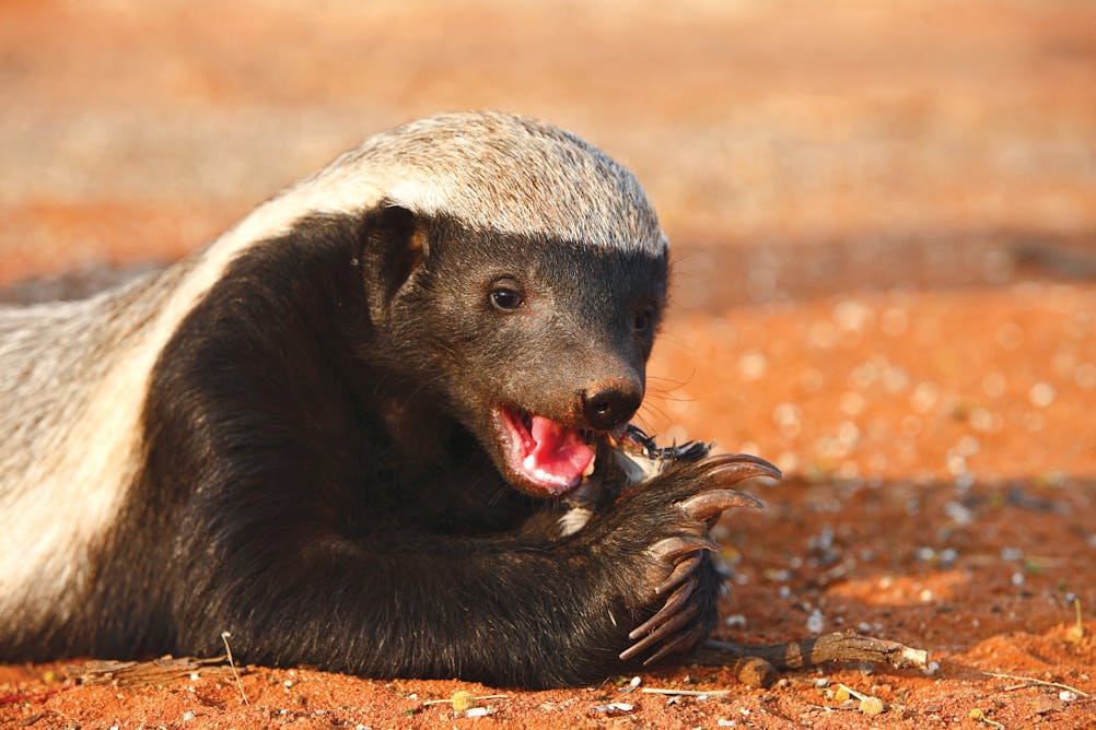 The 'Houdini' honey badger … and other surprisingly clever animals