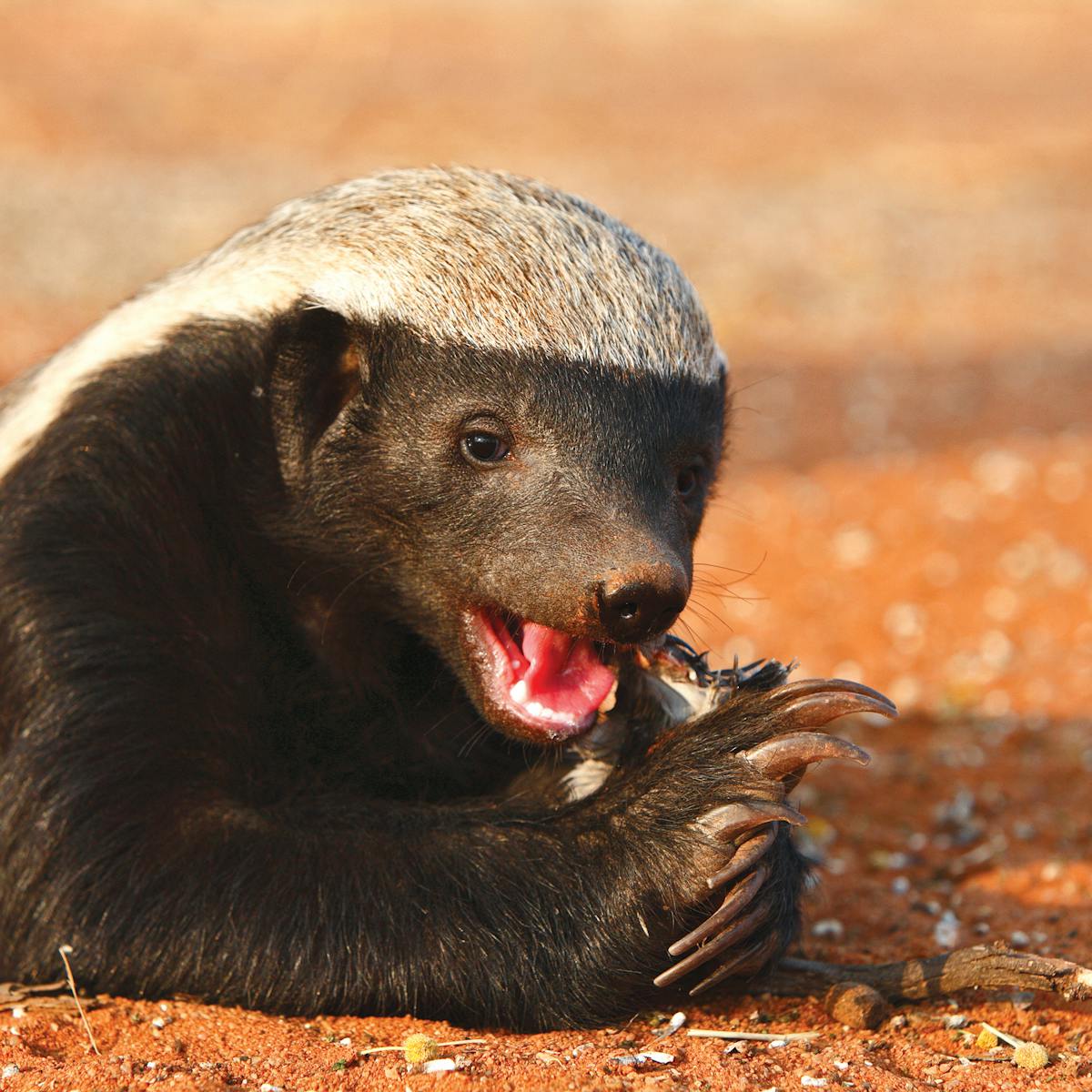 The 'Houdini' honey badger ... and other surprisingly clever animals