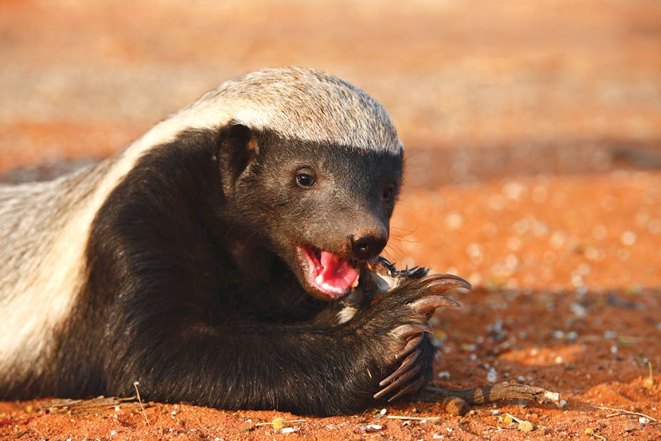 The ‘Houdini’ honey badger … and other surprisingly clever animals