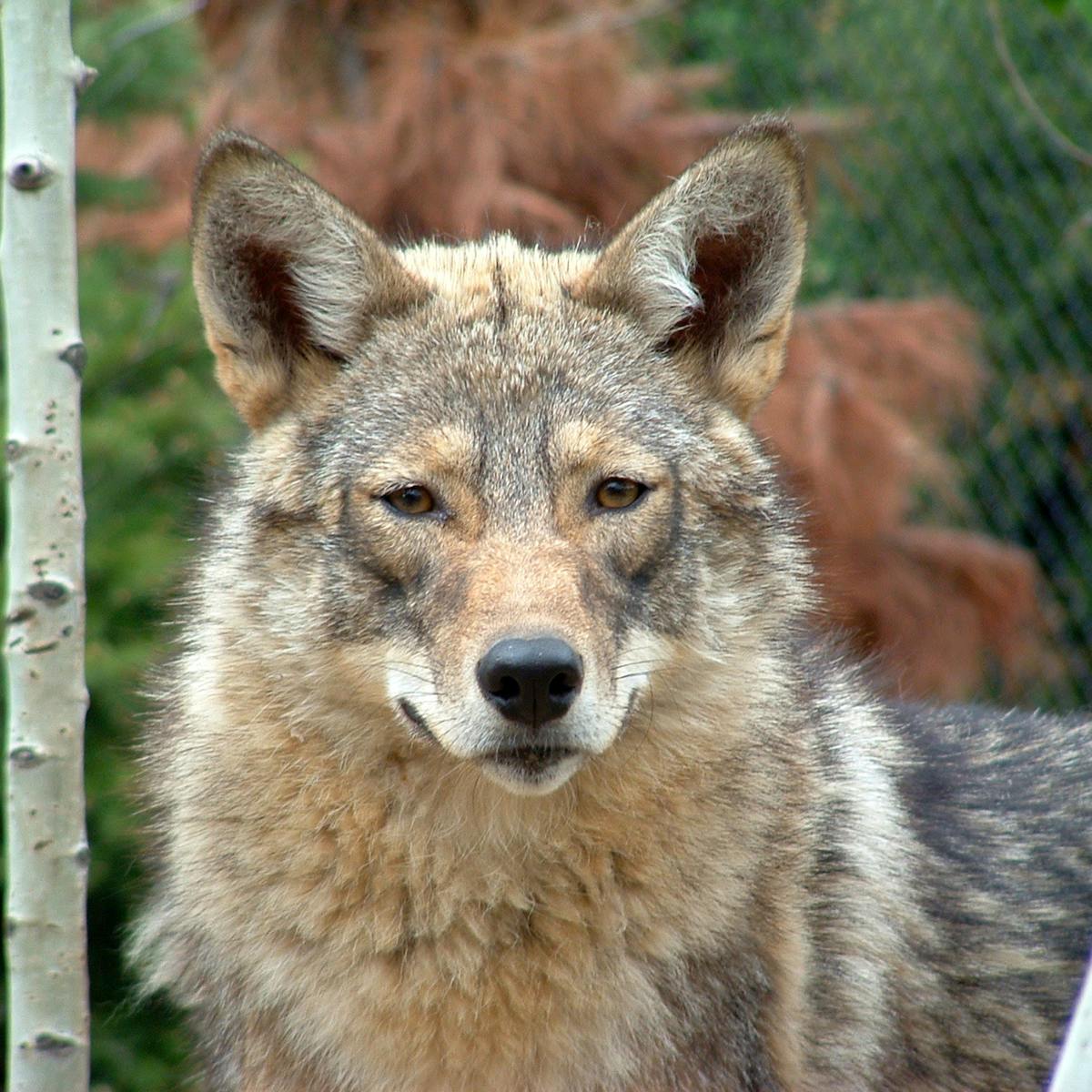 Why The Eastern Coyote Should Be A Separate Species The Coywolf Why The Eastern Coyote Should Be A Separate Species The Coywolf