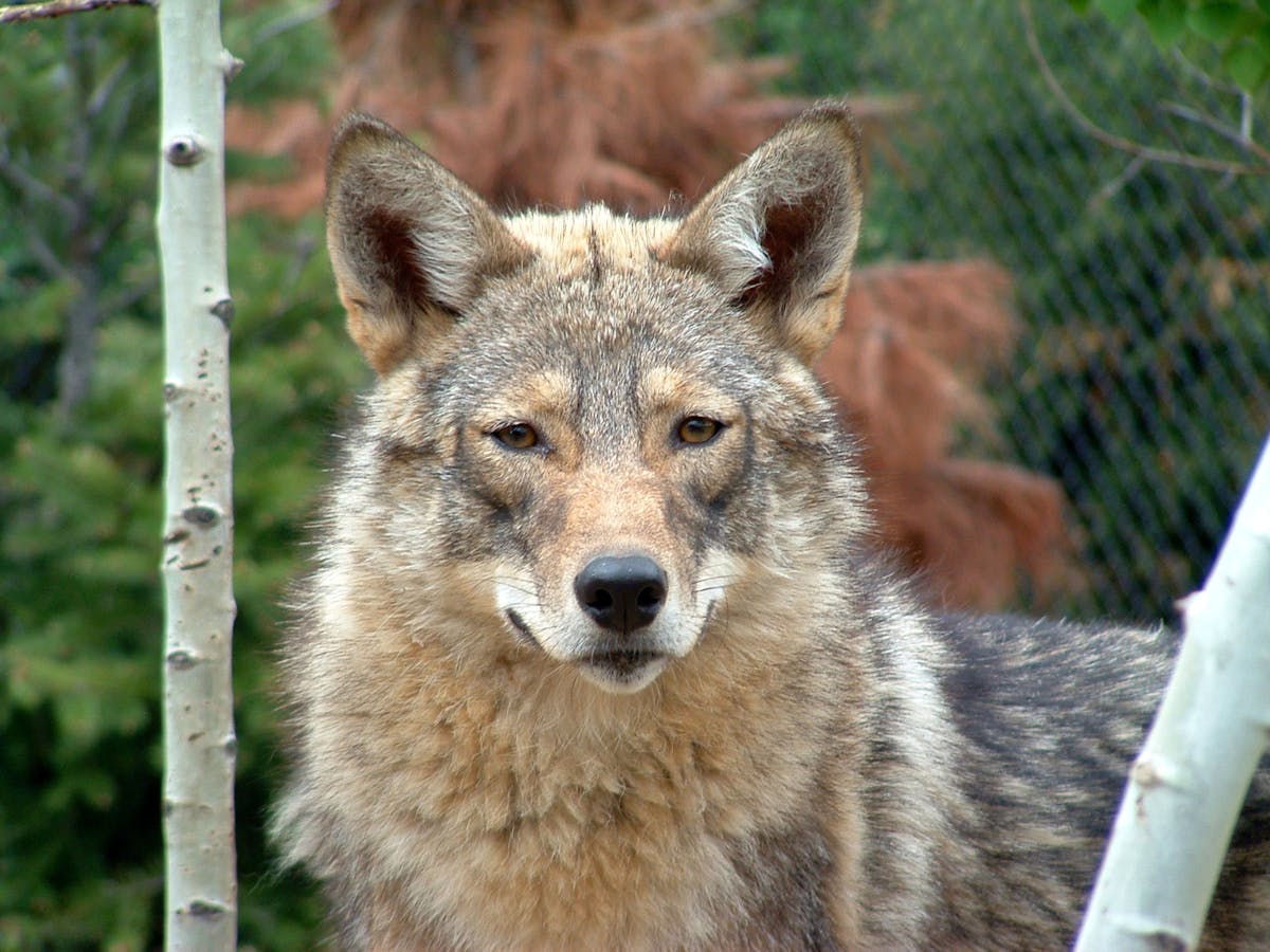 Why the eastern coyote should be a separate species: the 'coywolf'