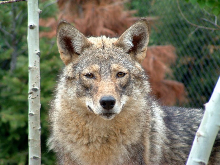 Several distinctions exist between the Eastern and Western coyotes.