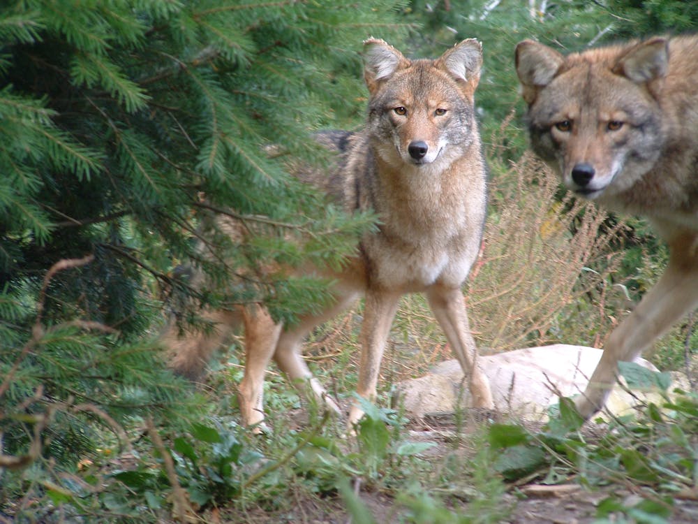 Is it true that western coyotes are larger than eastern coyotes?