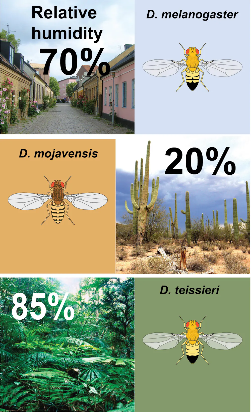 Humidity Fly Small A ‘sixth sense’ for humidity helps insects stay out of climatic trouble