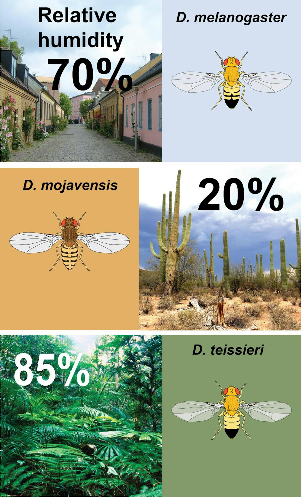 A ‘sixth sense’ for humidity helps insects stay out of climatic trouble